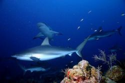Shark Dive - Rotan Honduras Jan 2006 by Ken Mcpherson 